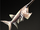 Chinese Paddlefish.png