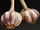 Garlic.png