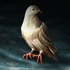 Carrier Pigeon.
