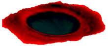 Snapshot 929.png