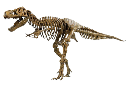 Skeleton Dinosaur.png