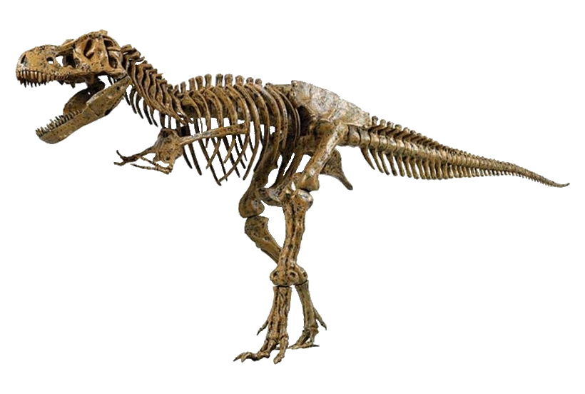 Skeleton Dinosaur AGK Adventures Wiki Fandom