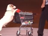 Jesse the Jack Russell