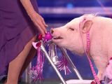 Smooch Piggy