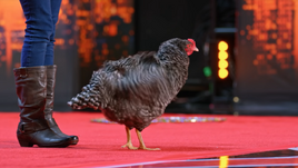 Koathetrickchicken