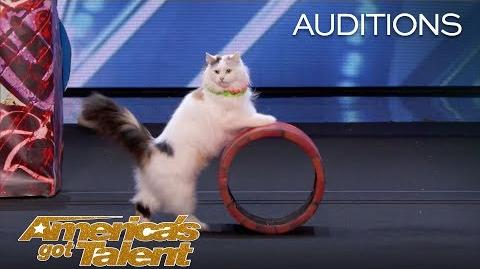 The Savitsky Cats Super Trained Cats Perform Exciting Routine - America's Got Talent 2018