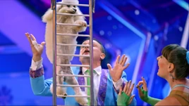 Menestrellidogshow