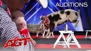 PIGS Got Talent?! Pork Chop Revue Brings Funny and Talented Pigs To AGT! - America's Got Talent 2020
