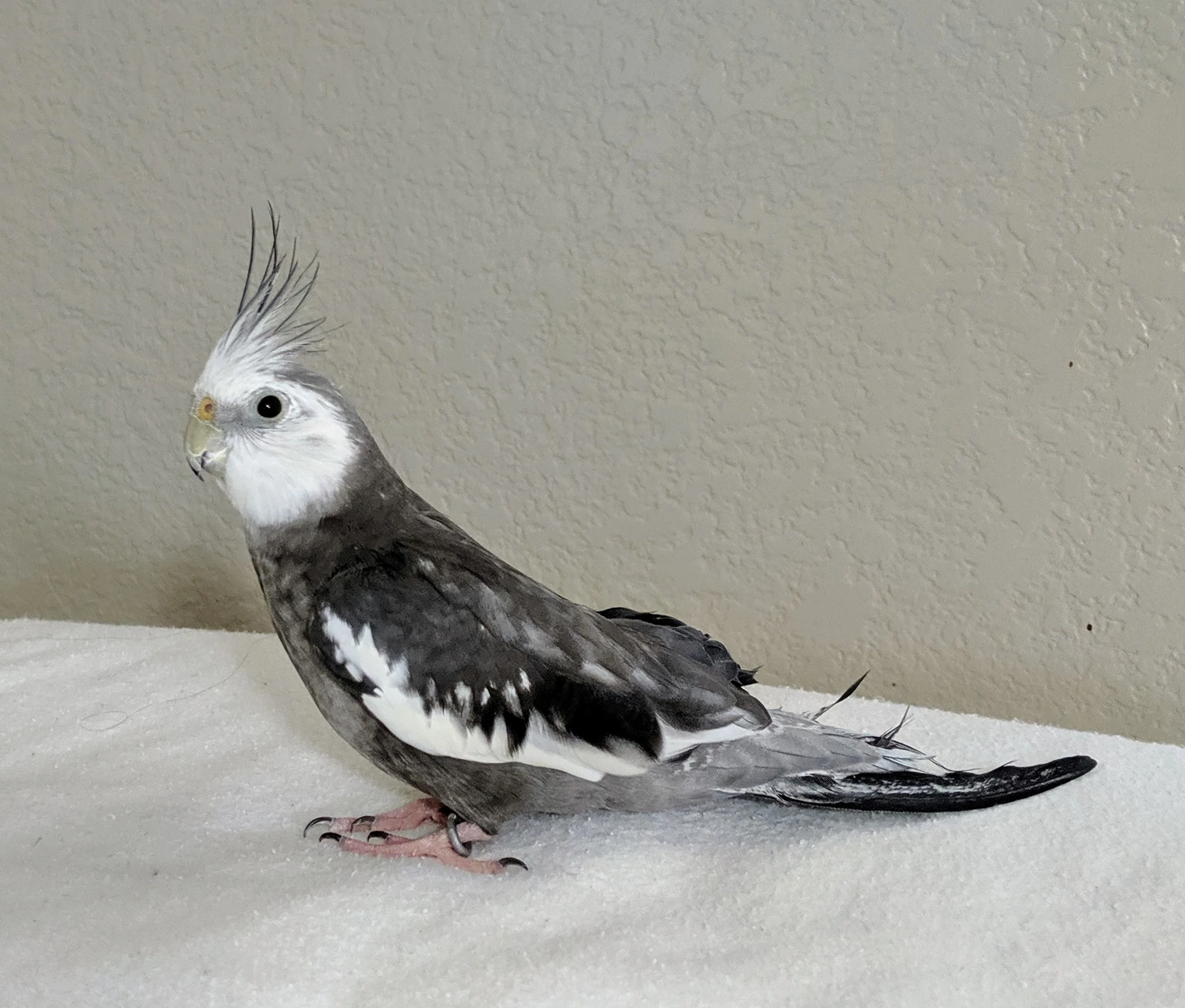 Merlynn The Magic Cockatiel | America's Got Talent Wiki | Fandom