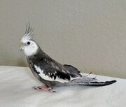 Merlynn The Magic Cockatiel