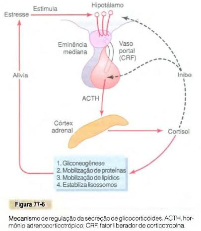 Cortisol