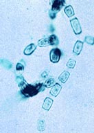 Coccidioides