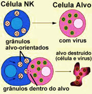 Celula1