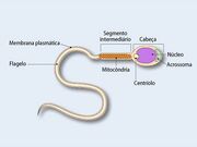Esperamatozoide