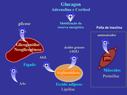 Introdu o Fisiopatologia do Diabetes Mellitus Wiki AIA 13 17