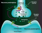 Serotonina1