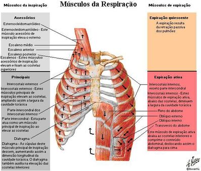 Respiracao-netter