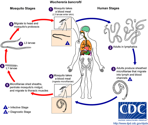 W bancrofti LifeCycle