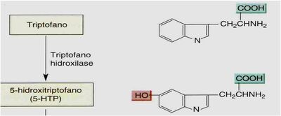 Serotonina - triptofano hidroxilase