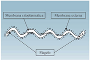 Treponema pallidum flagelo