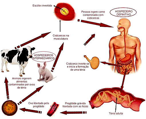 Ciclo-biologico-tenia