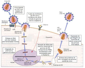 Ciclo