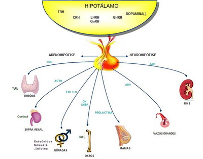 Endocrino