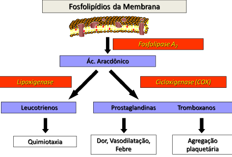 Ações das Cicloxigenases