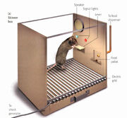 Skinner Box