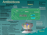 Antibióticos beta-lactâmicos