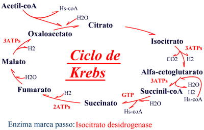 Ciclo-de-krebs