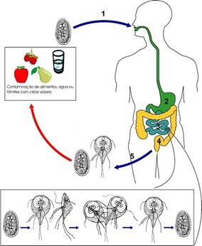 Giardiase