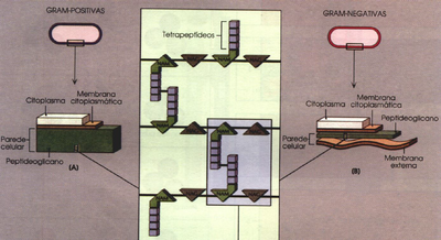 Parede Celular