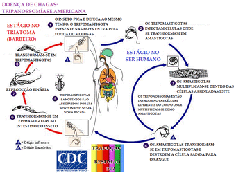 Chagas ciclo orig - Cópia
