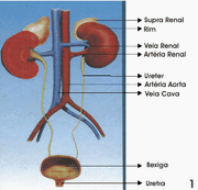 Imagem1 crenal