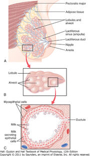 Breast