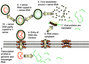 Hep-b2