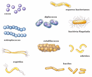 Morfologia bact