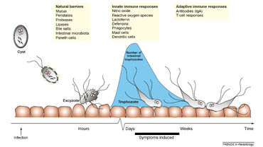 Giardia 1