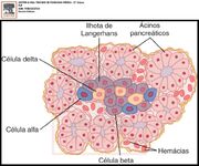 Pancreas 2