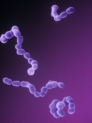 Streptococcus