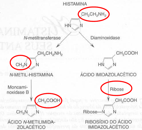 Vias metabolização histamina