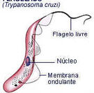 Trypa3