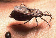 Chagas1