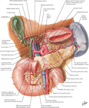 Vasculatura abdominal