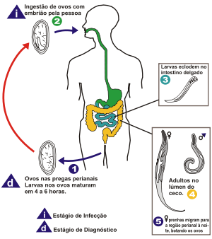 300px-Enterobius vermicularis LifeCycle pt-version.svg