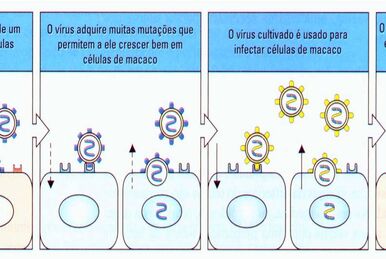 Tabela de Relação Cintura - Quadril