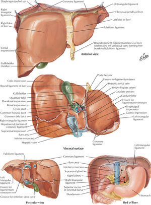 Liver