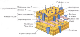 Parede - Gram negativas