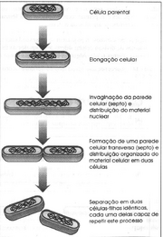 Fissão Binária Transversal